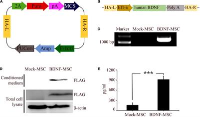 Brain-Derived Neurotrophic Factor Secreting Human Mesenchymal Stem Cells Improve Outcomes in Rett Syndrome Mouse Models